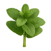 Hortela Un