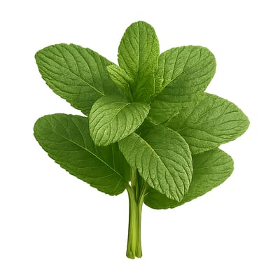 Hortela Un