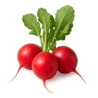 Rabanete Un